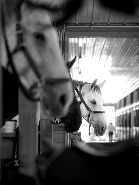 Horses looking out from stalls in a working stable aisle